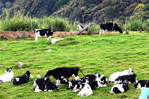 神山公园 + 波令温泉 + 牧牛场之旅