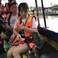 邦加湾红树林 + 天空之镜 + 萤火虫