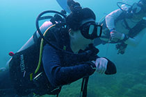 芭雅岛体验潜水 (DSD)无需潜水合格认证