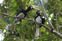 美里市区 + 卑尔骚自然公园