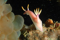 4天3晚美里休闲潜水