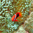 PADI 进阶开放水域潜水课程 (AOW)