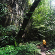 4天3晚姆鲁山石林探险