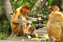 西必洛红毛猩猩庇护中心 + 雨林探索中心 + 拉卜湾长鼻猴保护区