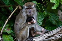 2天1晚 西必洛红毛猩猩 + 哥曼通岩洞 + 苏高-京那巴当岸河