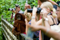 2天1晚西必洛红毛猩猩保育中心 + 京那巴当岸河大自然野生动物观察团