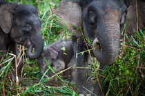 3天2晚 西灵岸海龟岛 + 西必洛红毛猩猩 + 哥曼通岩洞 + 苏高-京那巴当岸河