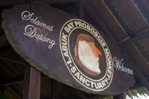 3天2晚 海龟岛 + 红毛猩猩 + 长鼻猴 + 京那巴当岸河大自然野生动物观察团