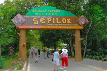 3天2晚 西灵岸海龟岛 + 西必洛红毛猩猩 + 京那巴当岸河大自然野生动物生态团