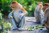 4天3晚 西灵岸海龟岛 + 红毛猩猩 + 长鼻猴 + 京那巴当岸河大自然野生动物生态团