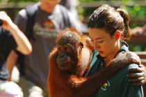 4天3晚 山打根历史文化 + 红毛猩猩 + 长鼻猴 + 海龟岛