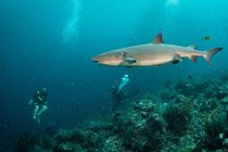 5天4晚平台潜水渡假村